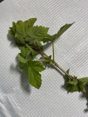 Platanaceae