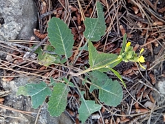 Brassiceae