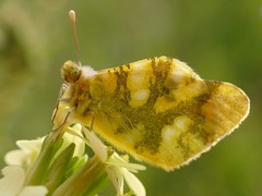 Zegris eupheme