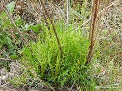 Mantisalca salmantica