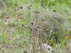 Mantisalca salmantica