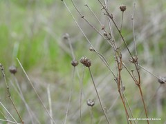 Mantisalca salmantica