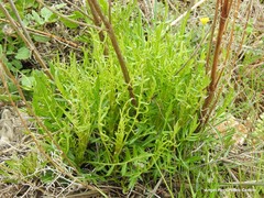 Mantisalca salmantica