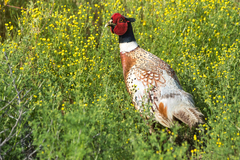Phasianus colchicus torquatus