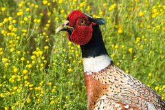 Phasianus colchicus torquatus