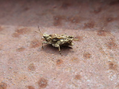 Tetriginae