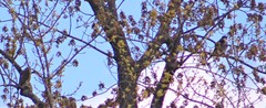 Falco columbarius