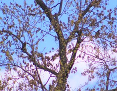 Falco columbarius