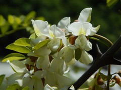 Robinia pseudoacacia