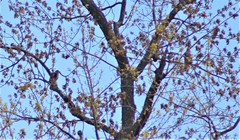 Falco columbarius