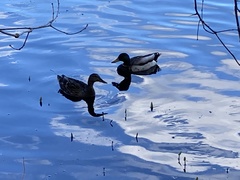 Anas platyrhynchos