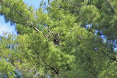 Falco columbarius