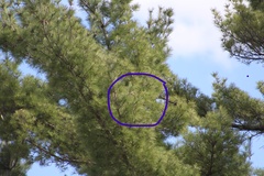 Falco columbarius