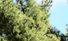Falco columbarius