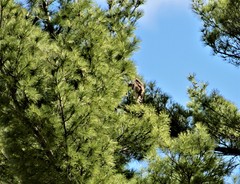 Falco columbarius
