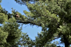 Falco columbarius