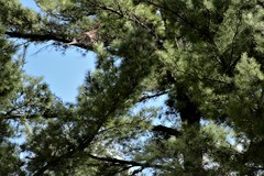 Falco columbarius