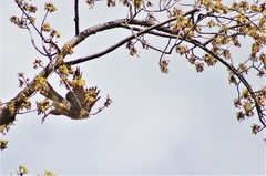 Falco columbarius