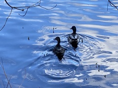 Anas platyrhynchos