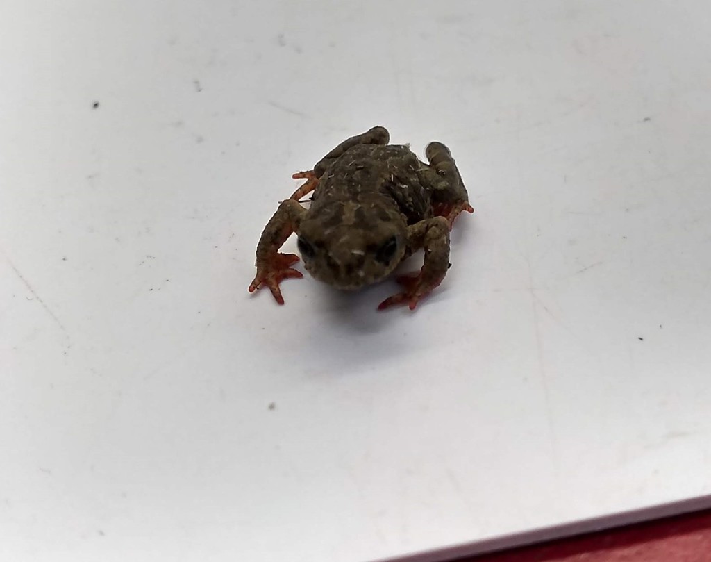 Melanophryniscus biancae