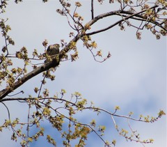 Falco columbarius