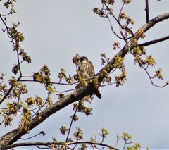 Falco columbarius