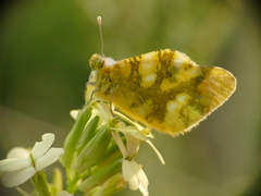 Zegris eupheme
