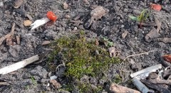 Amblystegium