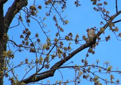 Falco columbarius