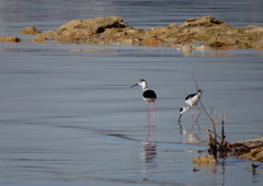 Himantopus himantopus