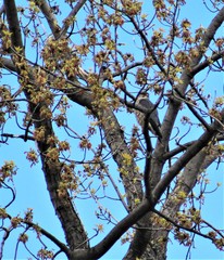 Falco columbarius