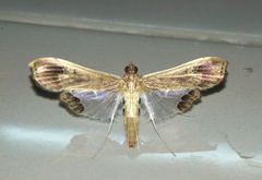 Maruca amboinalis
