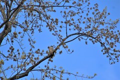 Falco columbarius