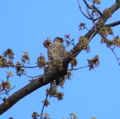 Falco columbarius