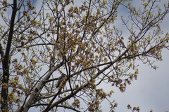 Falco columbarius