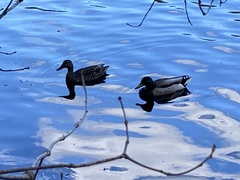 Anas platyrhynchos