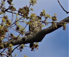 Falco columbarius