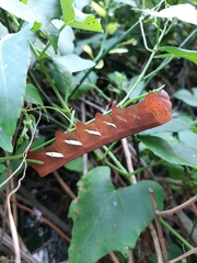Eumorpha analis