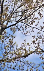 Falco columbarius