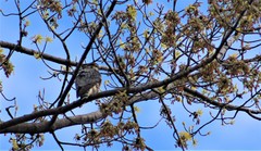 Falco columbarius