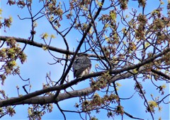 Falco columbarius