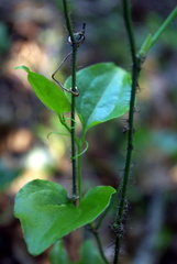 Smilax californica
