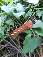 Eumorpha analis
