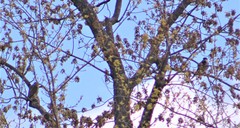 Falco columbarius