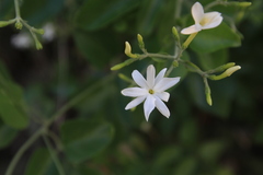 Jasminum fluminense