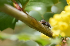 Phidippus