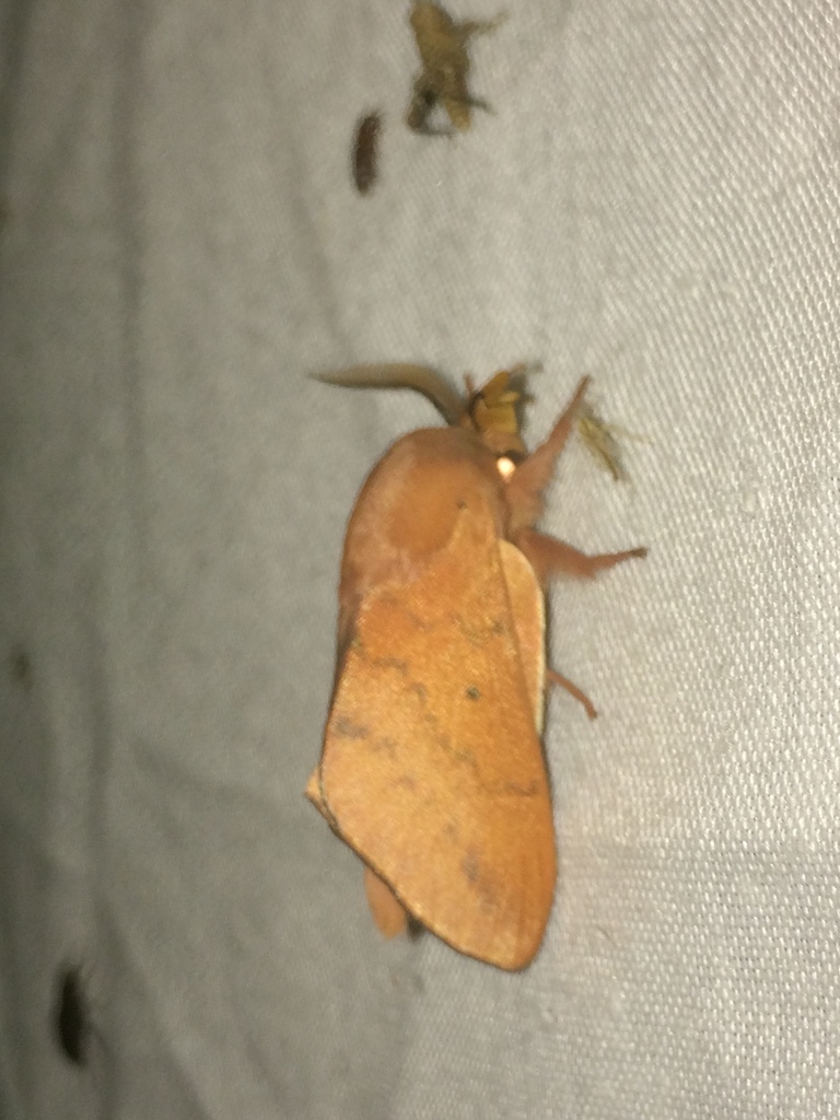 Hypotrabala