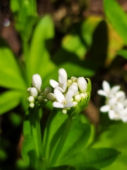 Galium odoratum