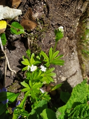 Galium odoratum