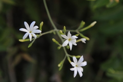Jasminum fluminense